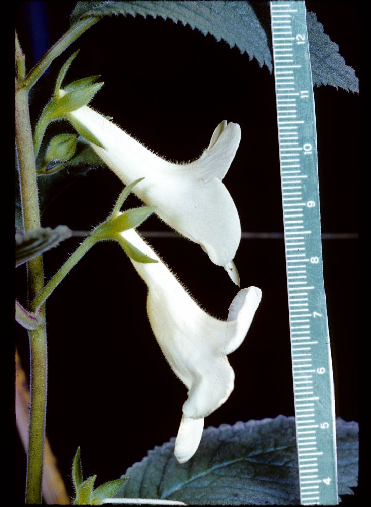 Gesneriaceae Achimenes dulcis