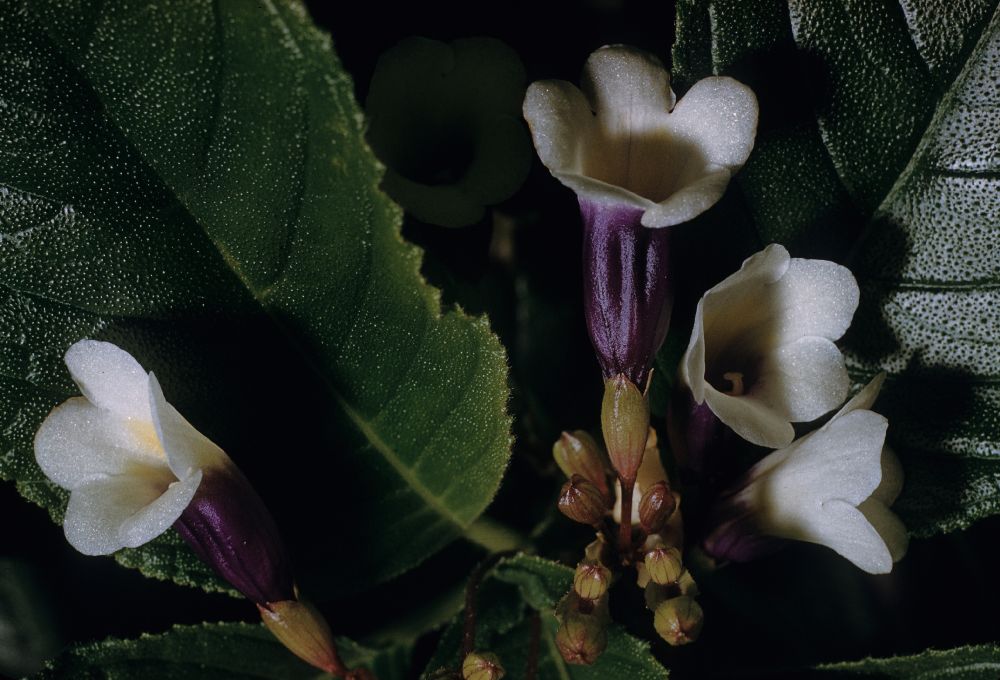 Gesneriaceae Chirita asperifolia