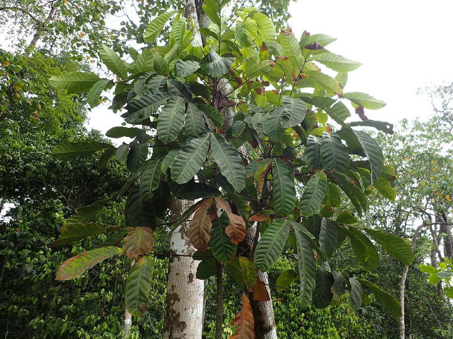 Meliaceae Carapa procera