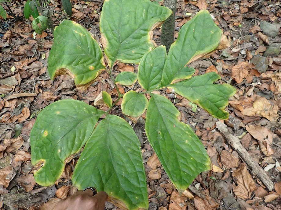 Araceae Anchomanes difformis
