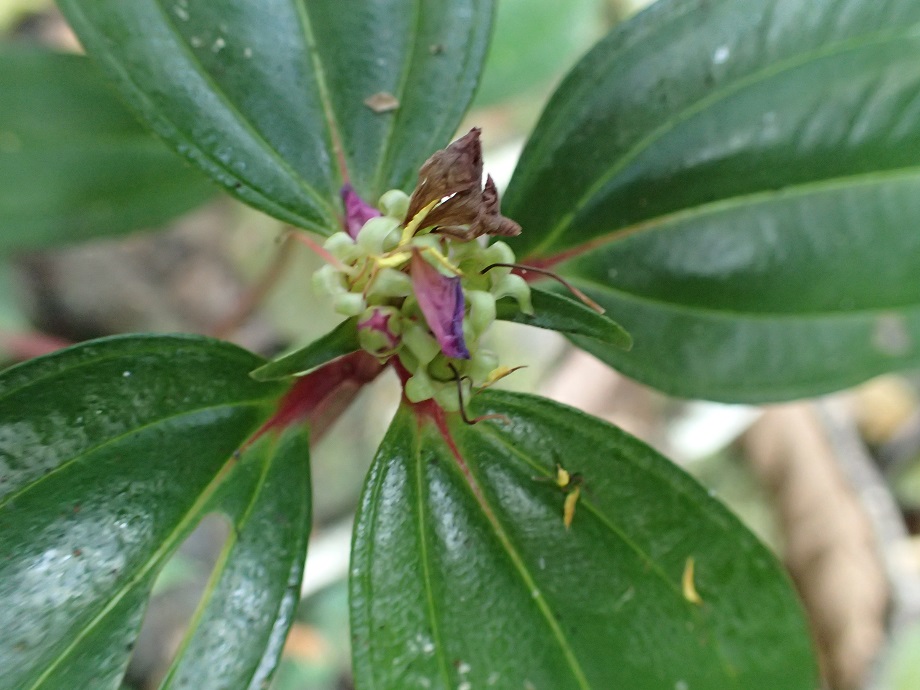 Melastomataceae Heterotis decumbens