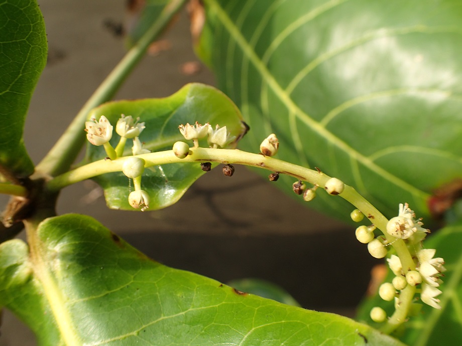 Combretaceae Terminalia catappa