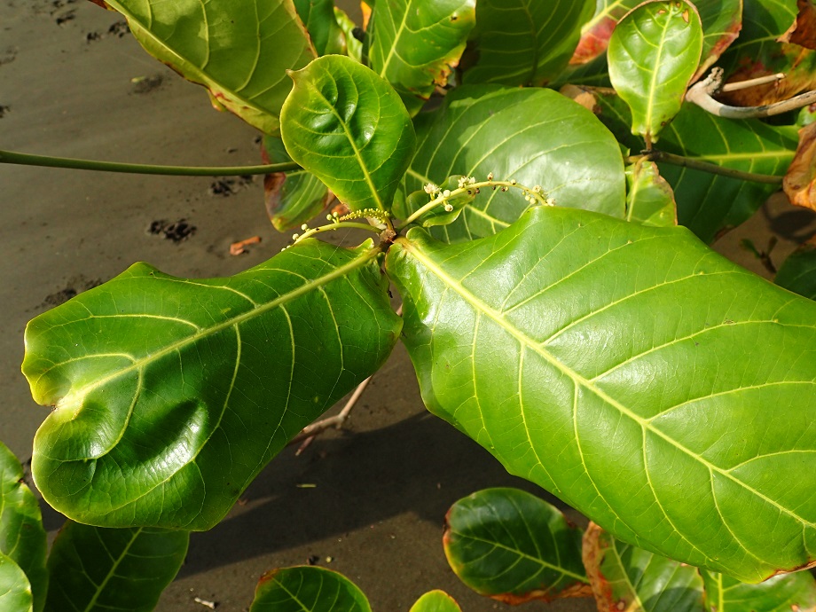 Combretaceae Terminalia catappa