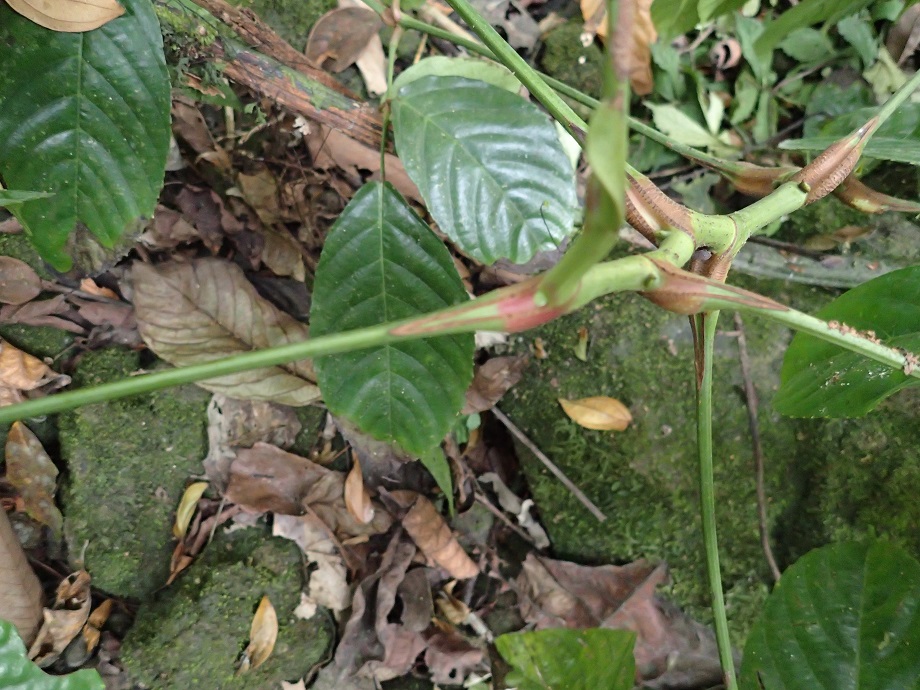 Vitaceae Leea guineensis