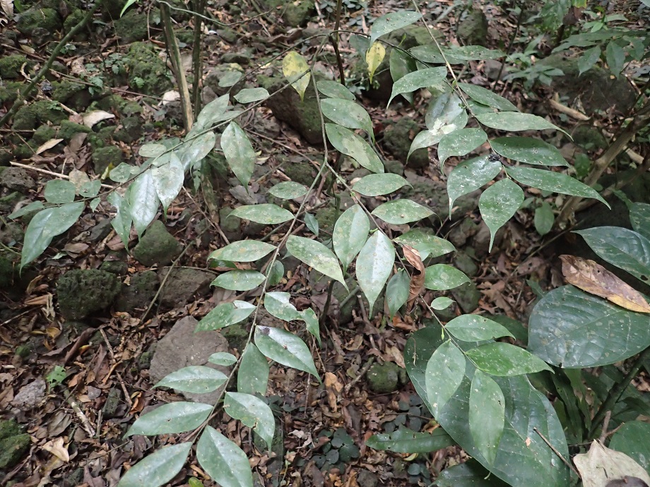 Thymelaeaceae Dicranolepis grandiflora