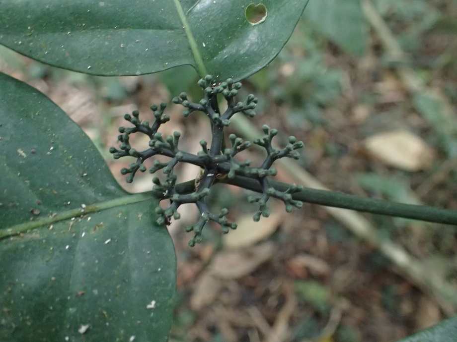 Rubiaceae  