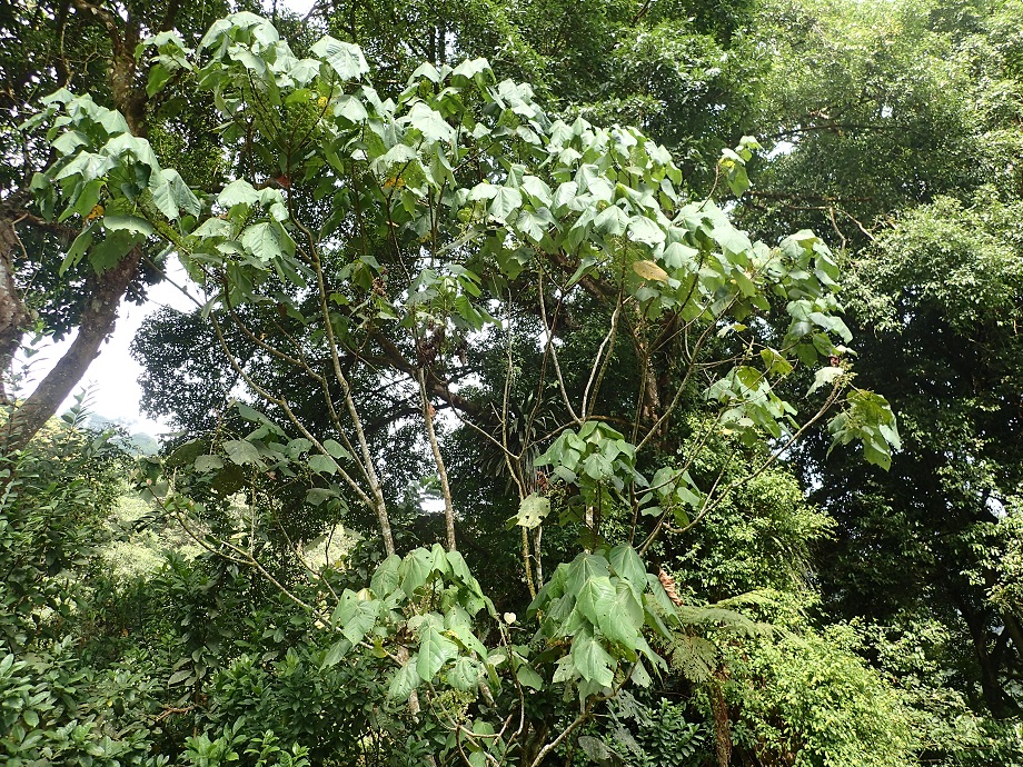 Euphorbiaceae Macaranga occidentalis