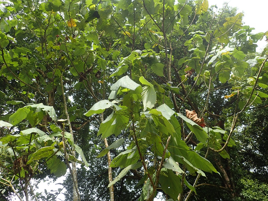 Euphorbiaceae Macaranga occidentalis