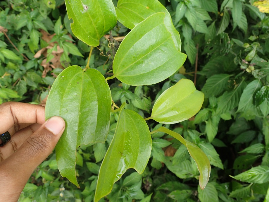 Smilacaceae Smilax anceps