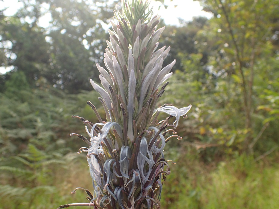 Campanulaceae Lobelia columnaris