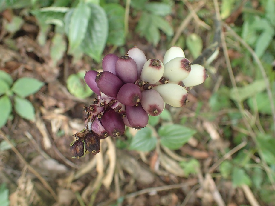 Araceae Anchomanes difformis