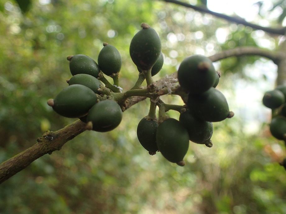 Monimiaceae Xymalos monospora