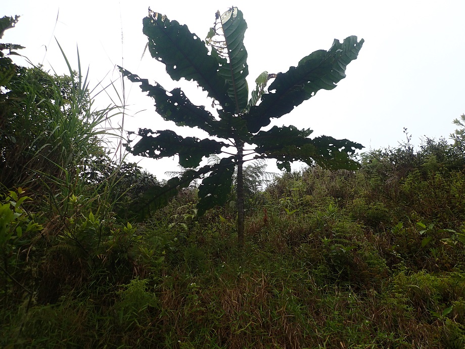 Gentianaceae Anthocleista vogelii