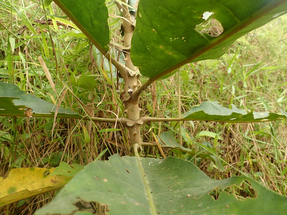 Gentianaceae Anthocleista vogelii