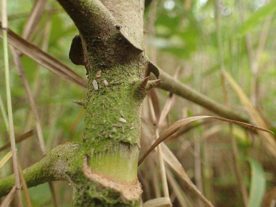 Gentianaceae Anthocleista vogelii