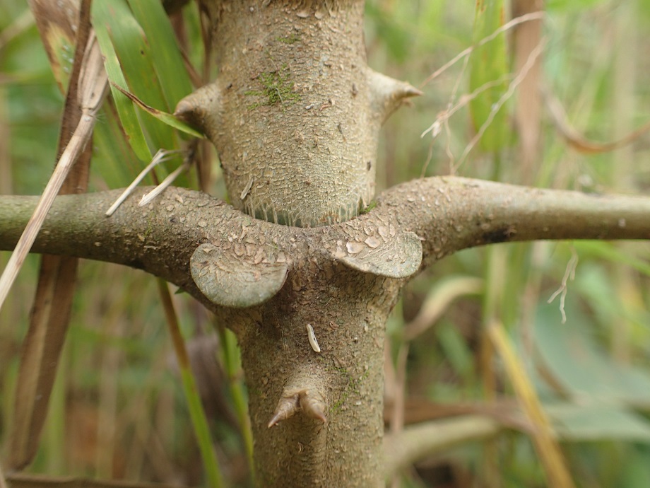 Gentianaceae Anthocleista vogelii