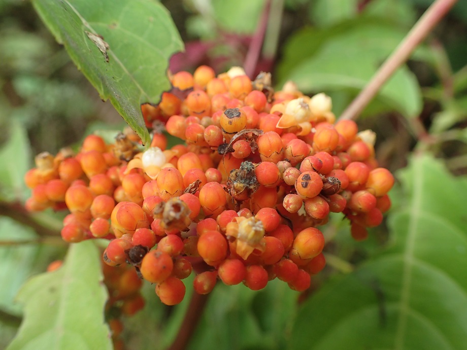 Vitaceae Leea guineensis