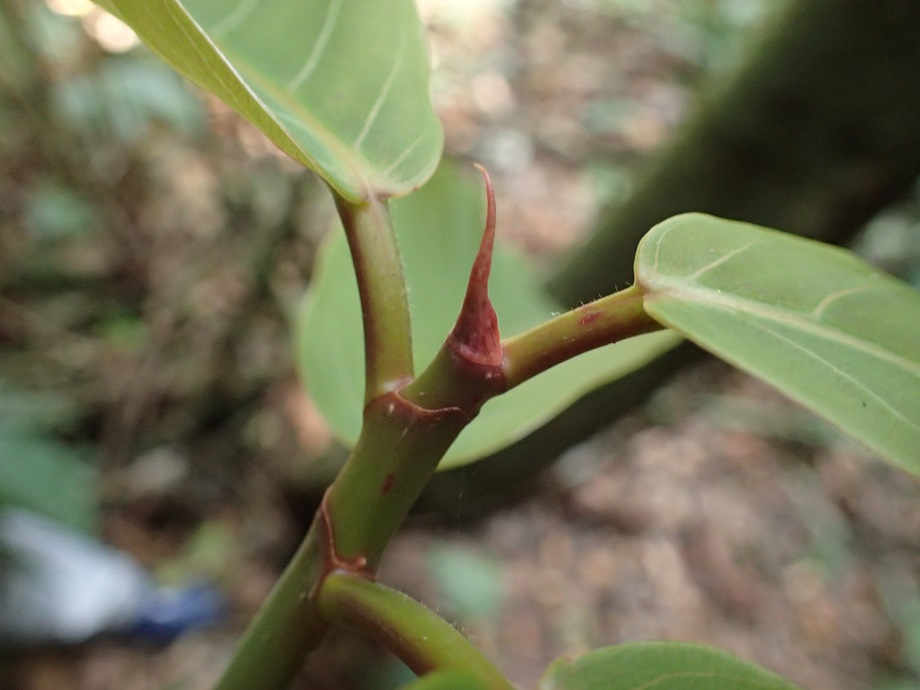 Moraceae Ficus lutea