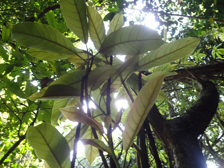 Moraceae Ficus lutea