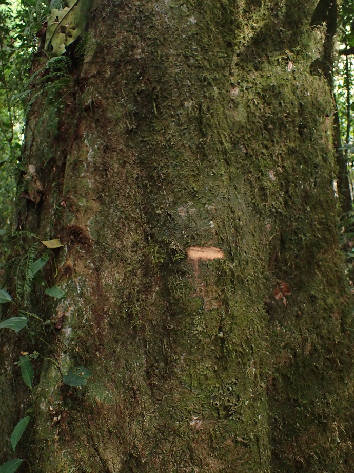 Rubiaceae Oxyanthus speciosus