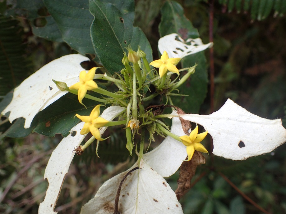 Rubiaceae Mussaenda 