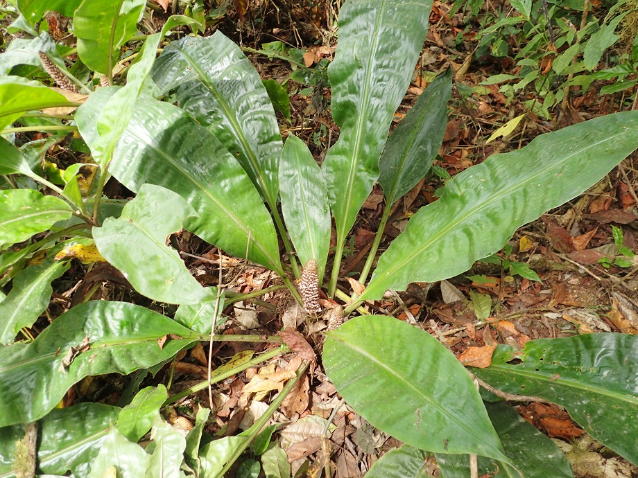 Commelinaceae Palisota 