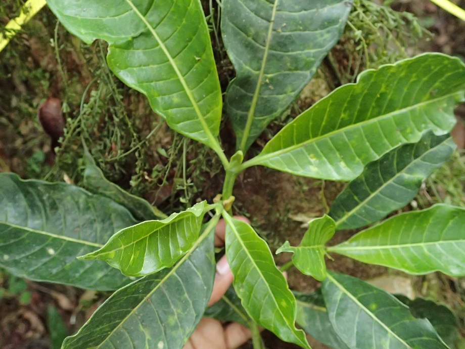 Rubiaceae Oxyanthus speciosus