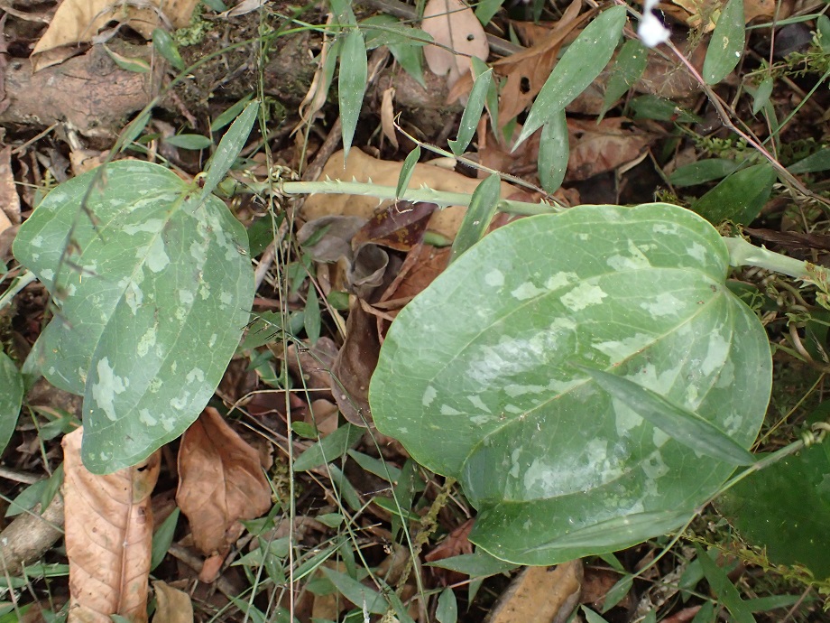 Smilacaceae Smilax anceps