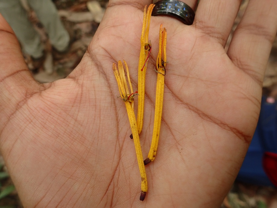 Loranthaceae  