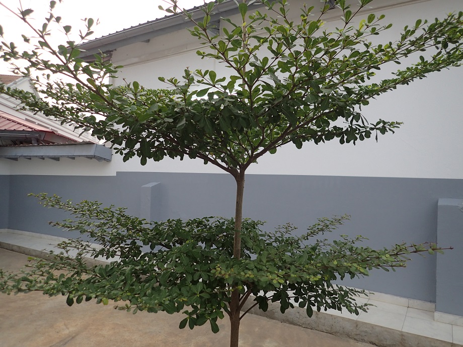 Combretaceae Terminalia ivorensis