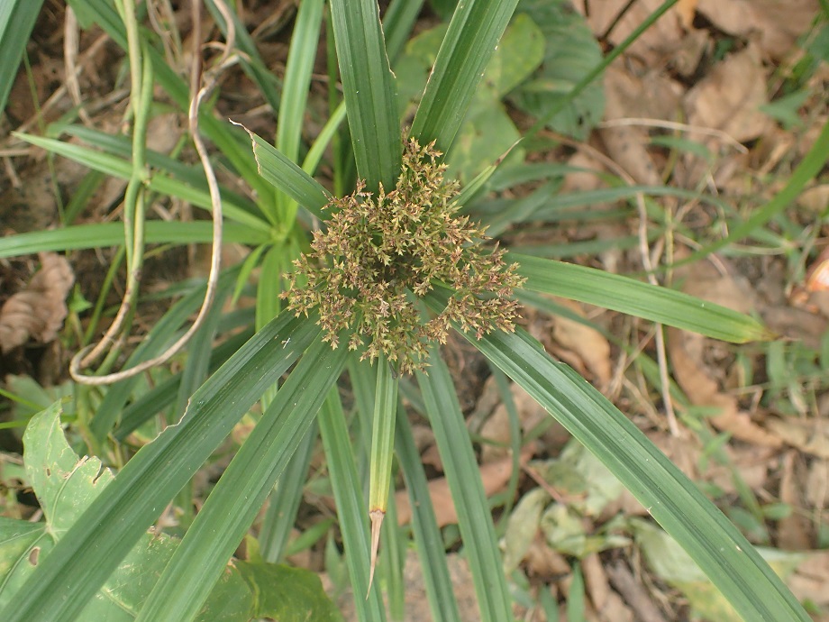 Cyperaceae Cyperus 