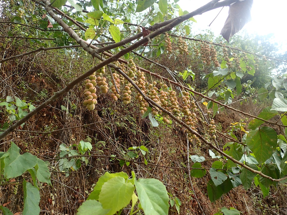 Euphorbiaceae Alchornea cordifolia