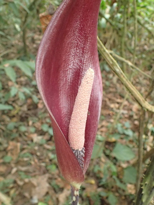 Araceae Anchomanes difformis