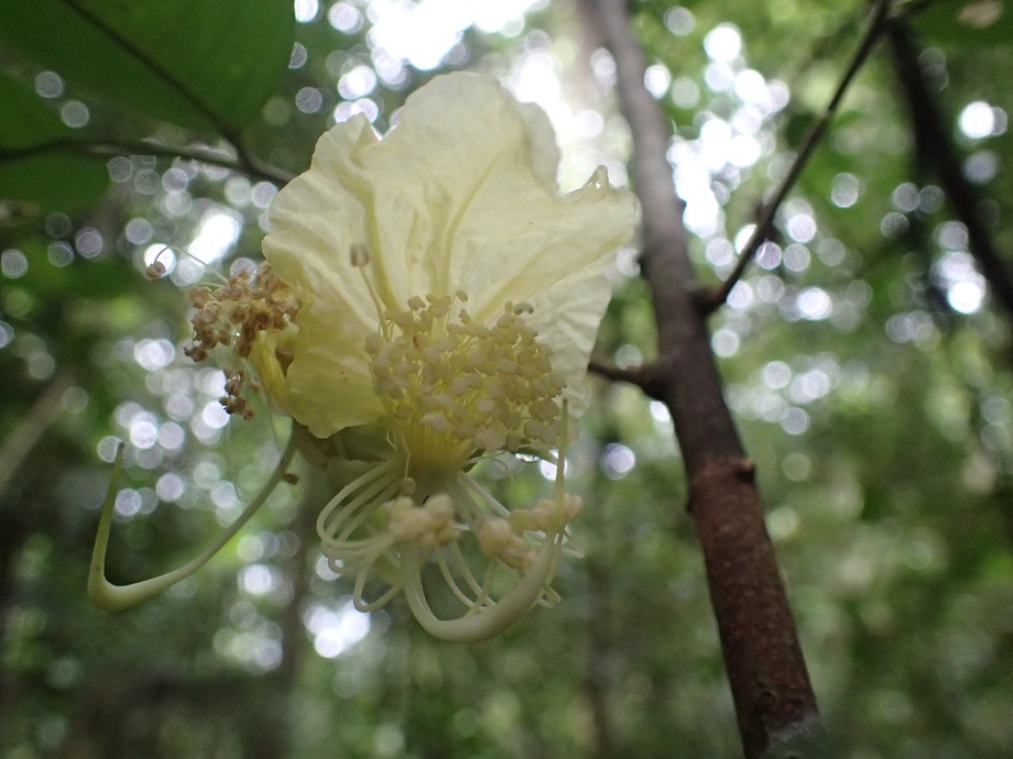 Fabaceae Swartzia costaricensis