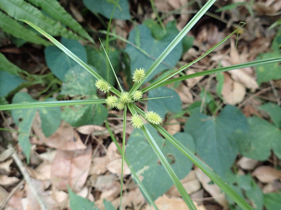 Cyperaceae Cyperus 
