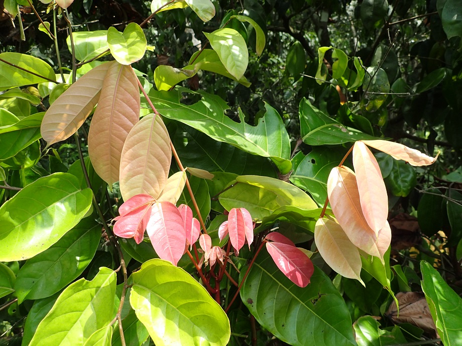 Meliaceae Carapa procera