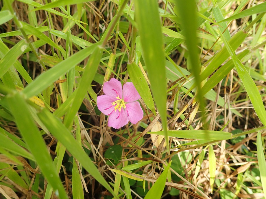 Melastomataceae Dissotis rotundifolia