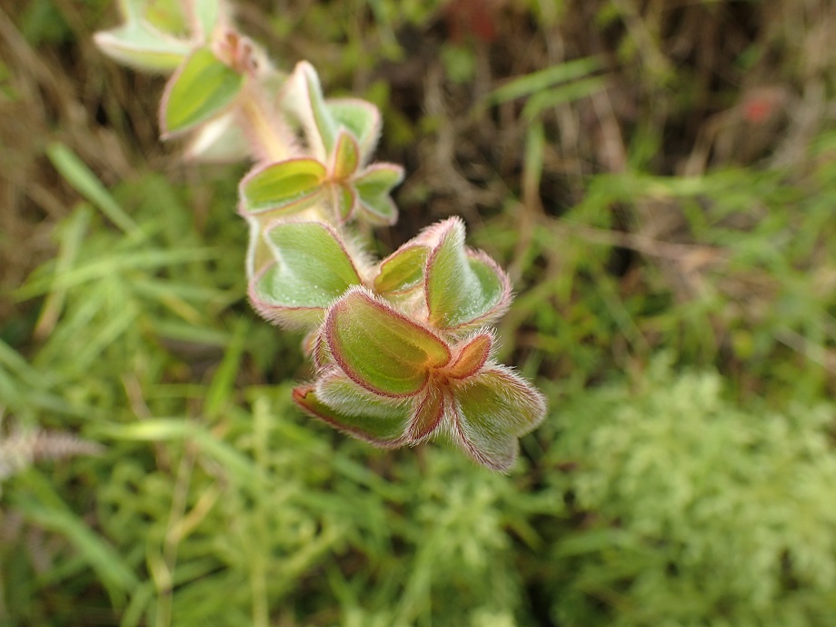 Melastomataceae Dissotis congolensis