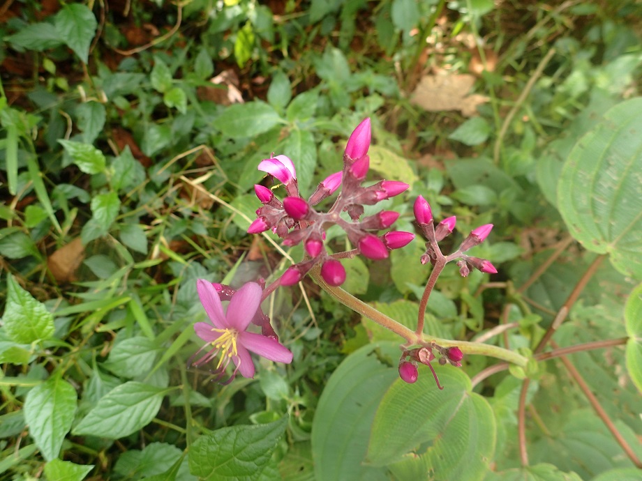 Melastomataceae Amphiblemma mildbraedii