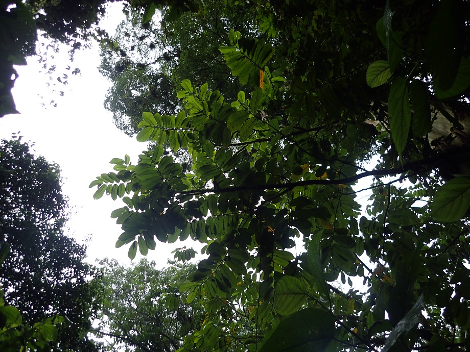 Moraceae Castilla elastica