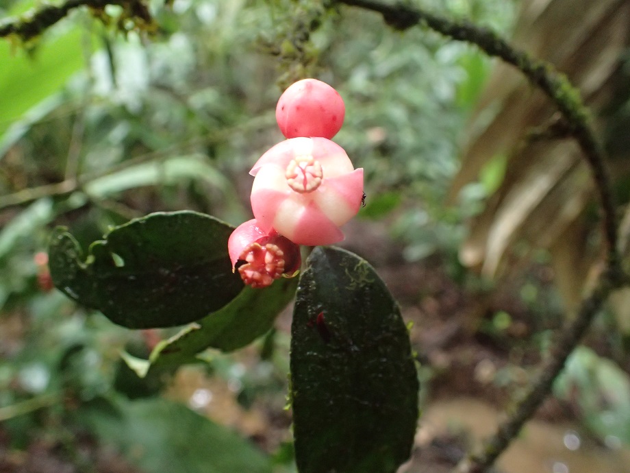 Clusiaceae Symphonia globulifera