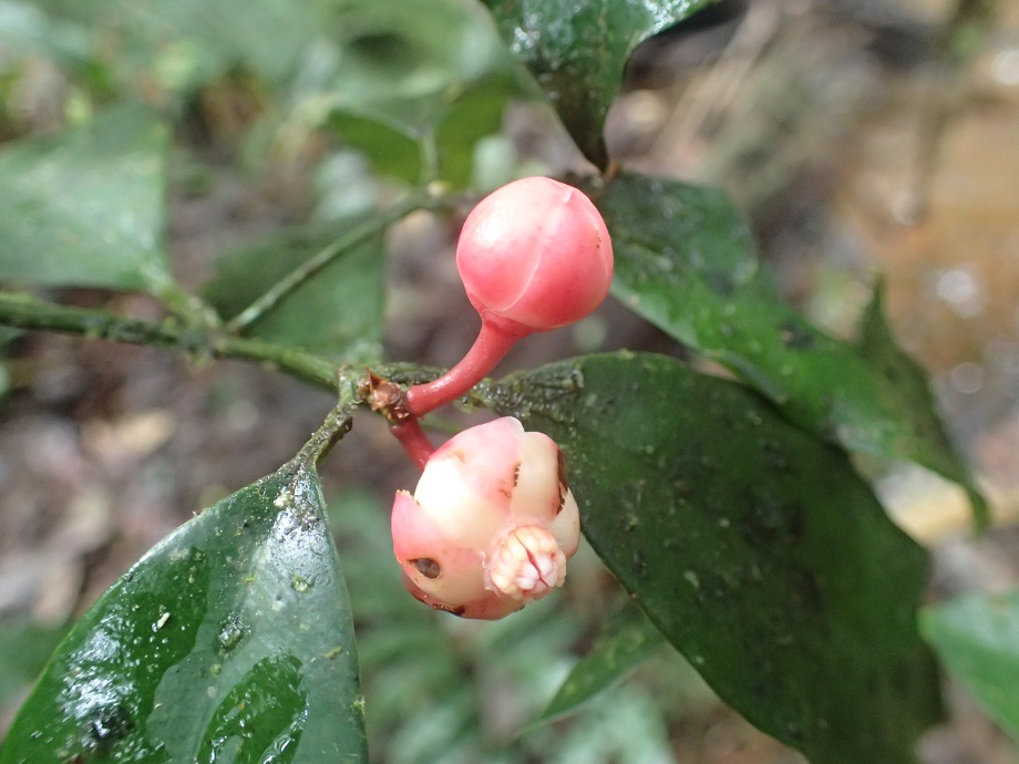 Clusiaceae Symphonia globulifera