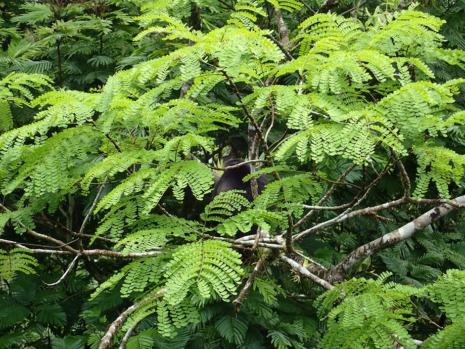 Fabaceae Balizia elegans